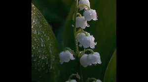 1 Мая Песня Ландыши