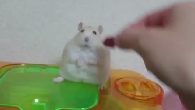 Смешные видео с разными животными 🐈🐱🐶 топ 10 смешных мемов 2026