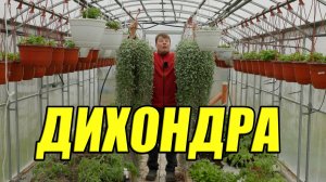 Дихондра 14 месяцев от семечка как сохранить зимой и вырастить изумрудный водопад. Личный опыт 2026