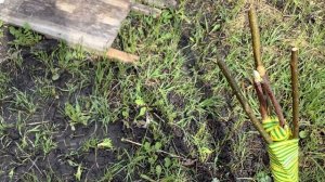 Пасека 27.04.2026 продолжаем кормить пчел медовой сытой.