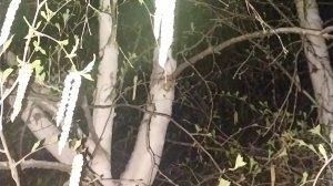 Деревенская тишина