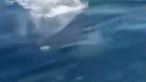 Любопытный кит Минке подплыл к судну у Владивостока.

По словам ученых, малый полосатик (Минке) — са