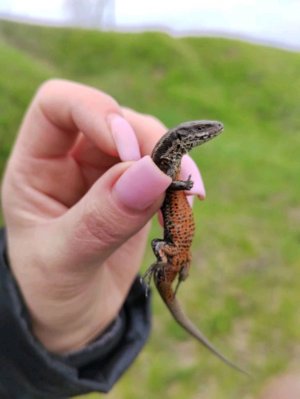 играем в зоономалию