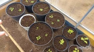 24 апреля 2026 года... Разбираюсь с петуниями! 27 апреля 2026 года. Вернулась зима!)))))