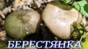 №1184/ ЧУДЕСНОЯ поездка в ЛЕС по ГРИБОЧКИ. (Берестянка, Блюдцевик)