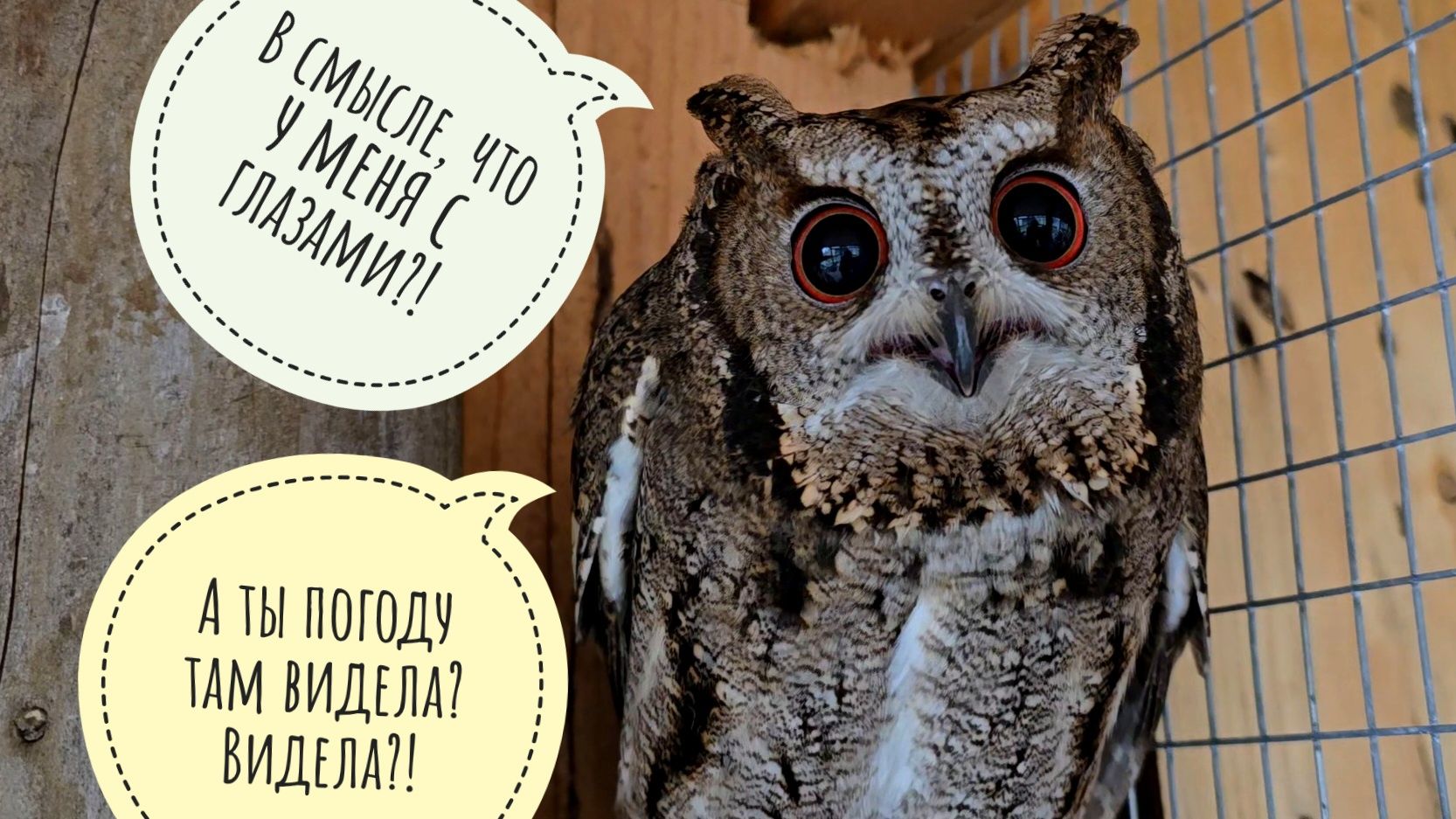 Весенее-зимний шторм не помеха суете в Совином Доле. Совы хмурятся, фазаны и лось гуляют как обычно