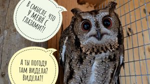 Весенее-зимний шторм не помеха суете в Совином Доле. Совы хмурятся, фазаны и лось гуляют как обычно