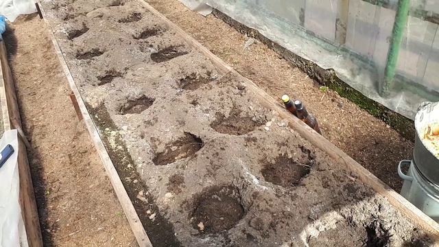 Рассадный 26 высаживаю  томаты в теплицу27-04-2026