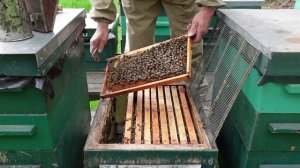 Ранние отводки для облета маток