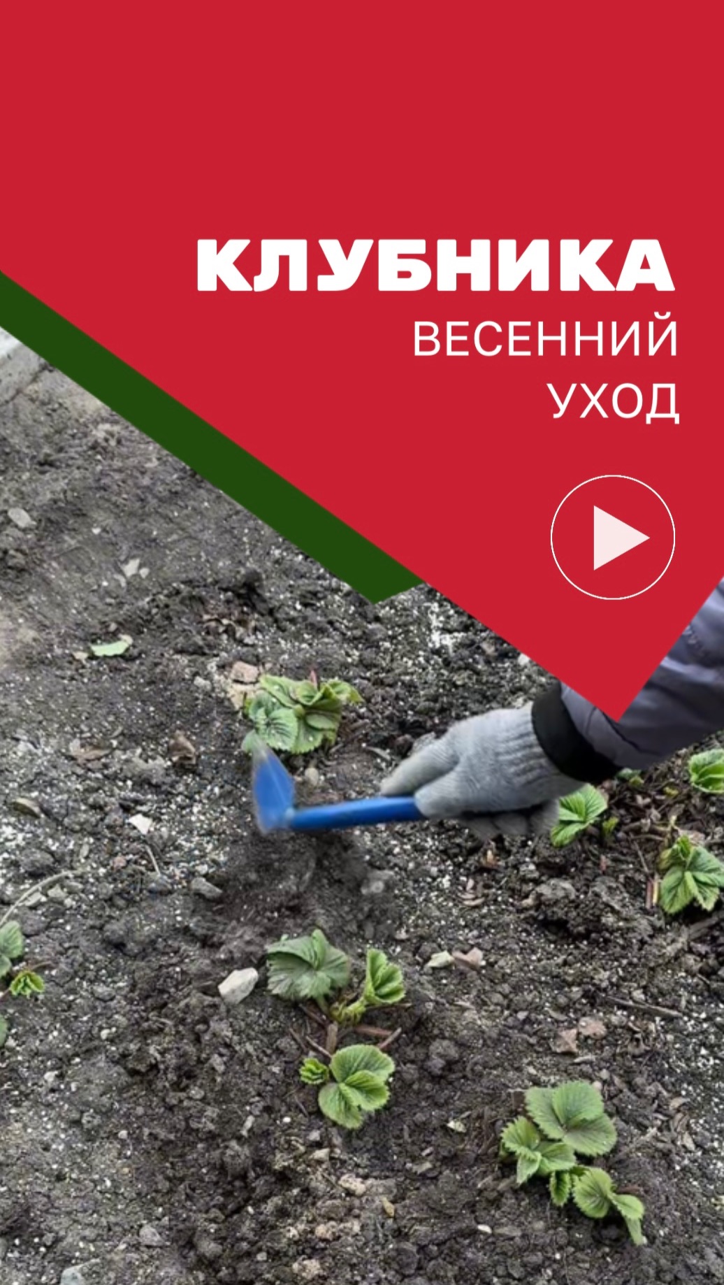 Уход за клубникой весной после зимы