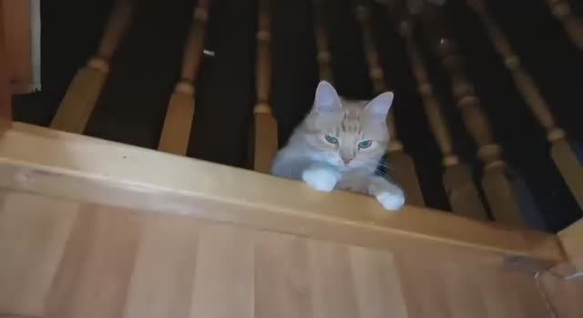 Кот в доме. Обычный день кота Лютика. Домашний уют с котом Лютиком: игры, мурчание, отдых.