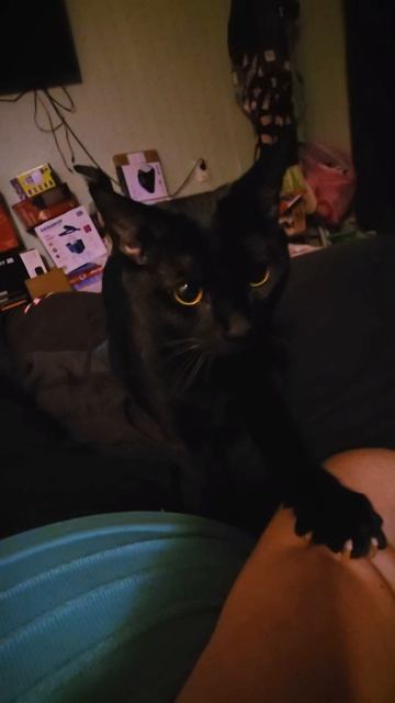 Фуга #кошка #бенгал #коты #животные #кошки