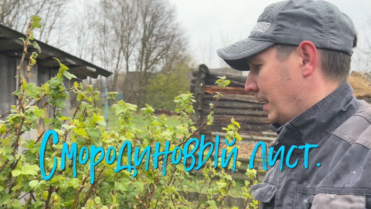 Смородиновый лист.