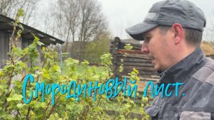 Смородиновый лист.