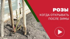 открываем розы после зимовки