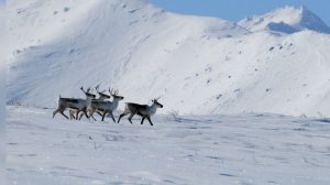 ВОЗВРАЩЕНИЕ ОЛЕНЕЙ