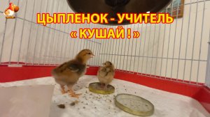 5-дневный цыплёнок учит суточного малыша кушать 🐥