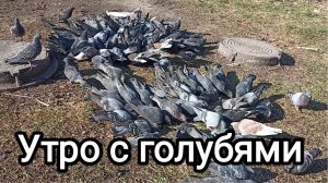 27-04-2026. Утро с голубями / Меняем яйца.