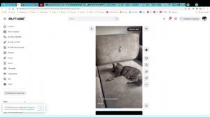 Котята питоммника кошек  ГРАНД МАЙЕР