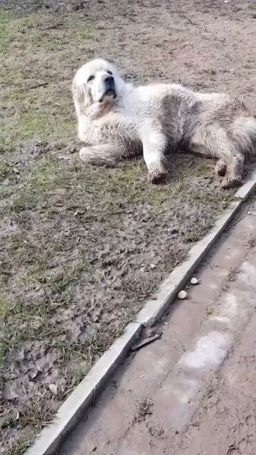 Красавец САО Миша 🍀 ищет 🏠❗Пост в описании 🎥 #сао #собака #алабай  #любовь #счастье