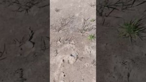 приехал с папой и братом делать бассейн и нашли лягушек!!!