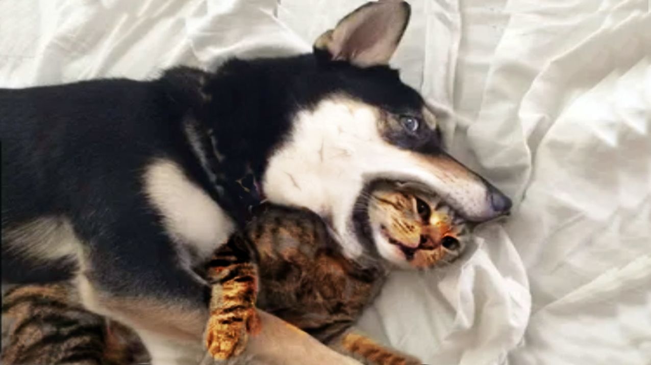 Кот 🐱собаке🐕 =🤝друг.