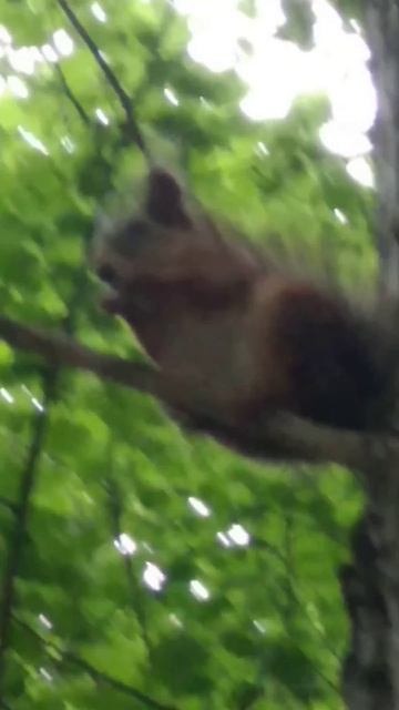 белка 🐿️ взяла орех 2022