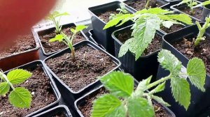 Вот снова дождь стучит в окно Малинке первая подкормка по листу  Думу думаю , как томаты сохранить