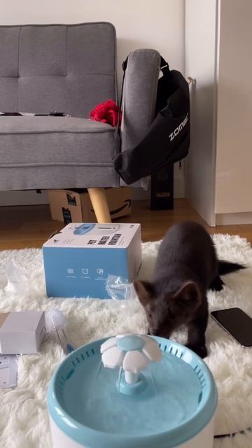 Автор: Sablebuddyuniverse