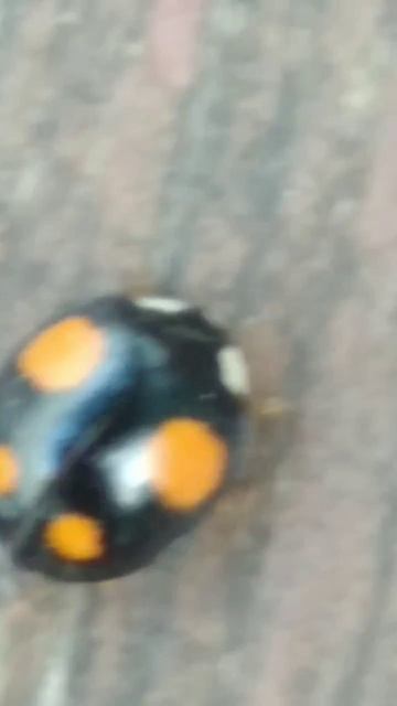 черная божья коровка 2022