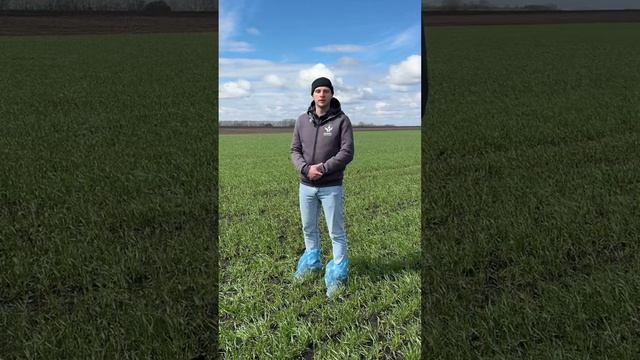 Полевой контроль: озимая пшеница после зимовки! ГК ШАНС