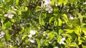 1000287046.mp4Весна.