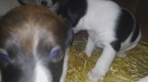 ЩЕНКИ АТАКУЮТ В БУДКЕ КАМЕРУ! 🐶🏠