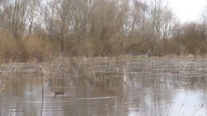 Охота с подсадной уткой. 
Интересный момент!