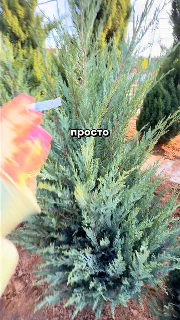 Туи надоели? Есть вариант лучше🌲🔥