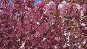 Феодосия, цветёт сакура,апрель,2026г.
