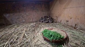 Плюсы и минусы бройлерных цесарок