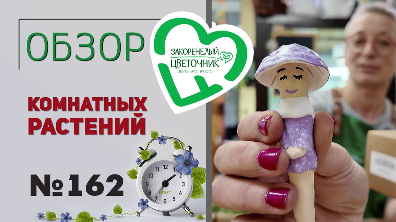 Распаковка растений: монстеры, папоротники, цветущие кактусы, крассулы, мини фиалки, кампанулы № 162