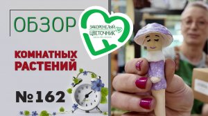 Распаковка растений: монстеры, папоротники, цветущие кактусы, крассулы, мини фиалки, кампанулы № 162