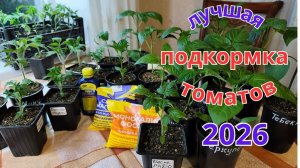 Лучшая подкормка томатов и перцев после пикировки. Рассада не вытягивается.