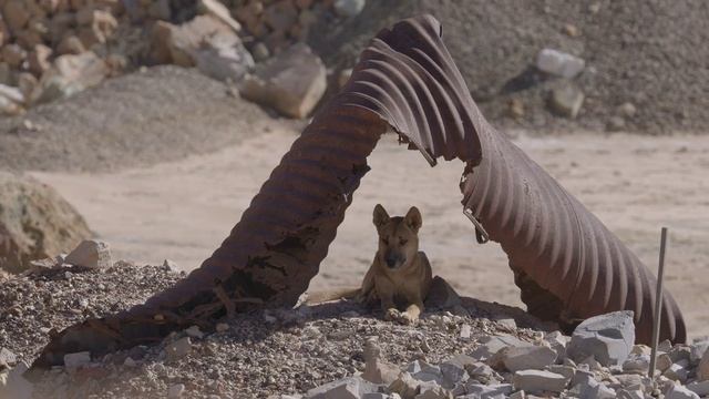 Дикая собака Динго и самый длиный забор в мире