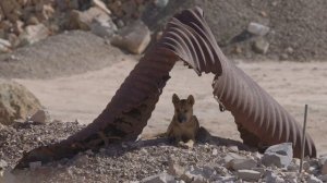 Дикая собака Динго и самый длиный забор в мире