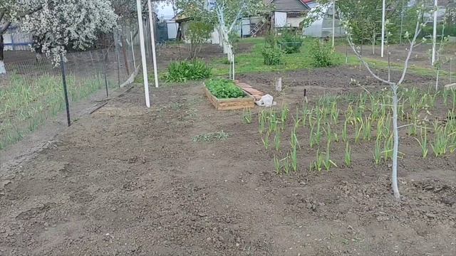 Что растёт в саду. Часть 2