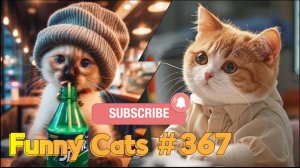 Смешные коты #367