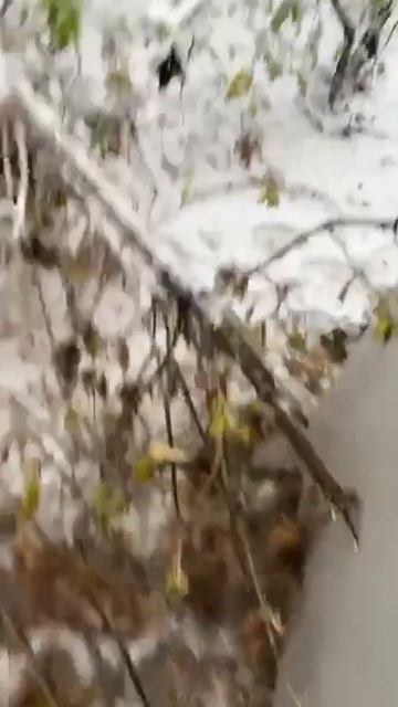 Апрельский снегопад накрыл Москву и Подмосковье (2)