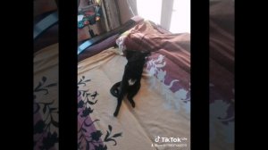 lv_0_20260427194345.mp4