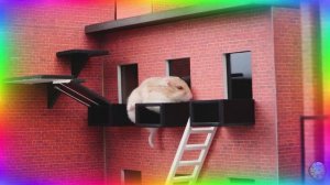 Приключение в лабиринте для хомяков — исследование мира кино! 🎬🐹 часть 1