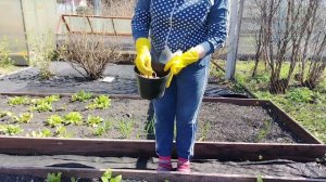 Посадила севок. Была обработка от клещей.