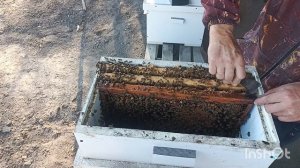 Пчеле тесно , пересаживаю.