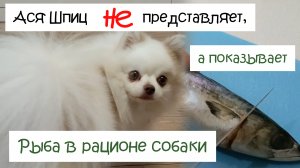 Чем кормить шпица? Какую рыбу можно собакам? Сырое натуральное питание собак